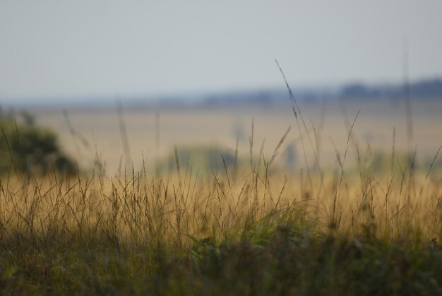 Photo crops growing on field against sky