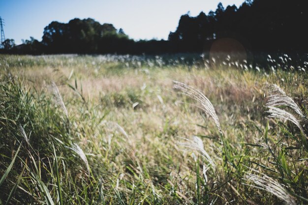 Photo crops growing on field against sky