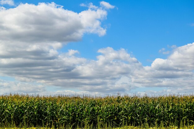 Photo crops growing on field against sky