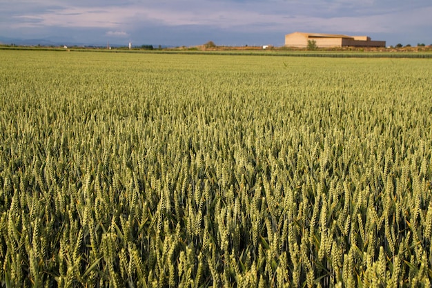 Photo crops growing on field against sky