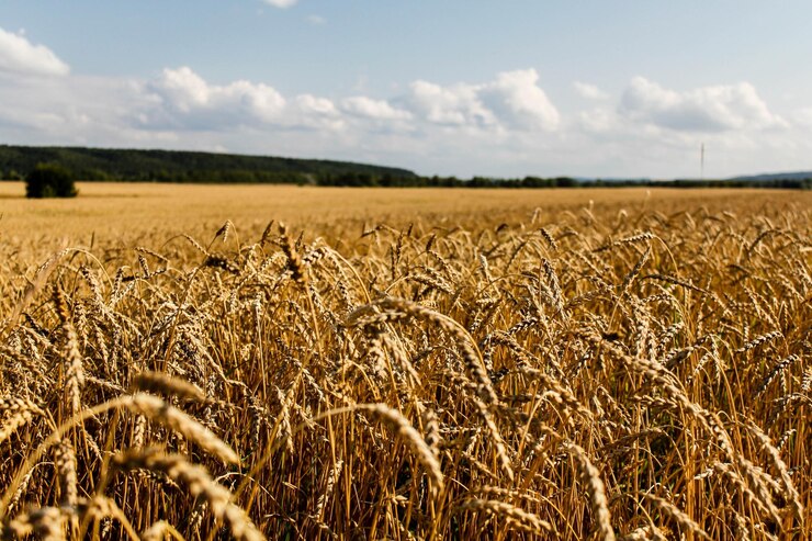 Photo crops growing on field against sky