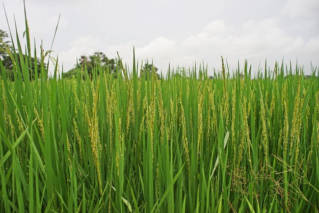 Crops growing on field against sky