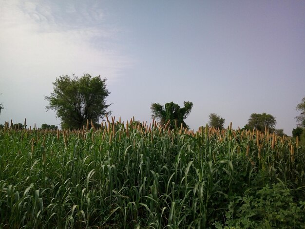 Crops growing on field against sky