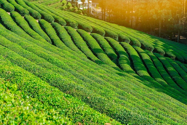 Foto colture che crescono nella piantagione di tè verde di boseong in corea del sud