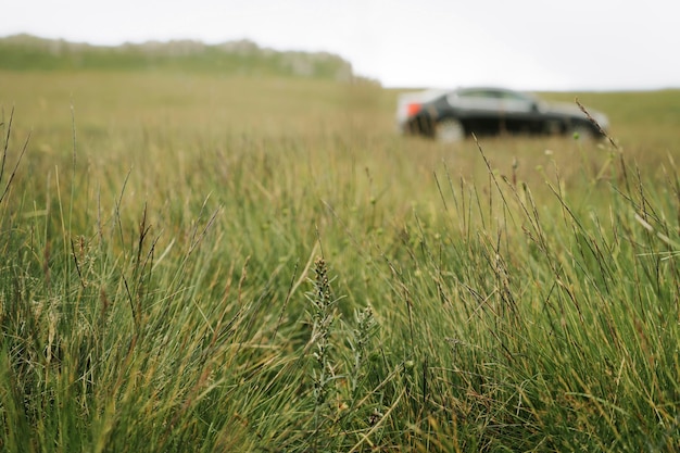 Photo crops growing on field