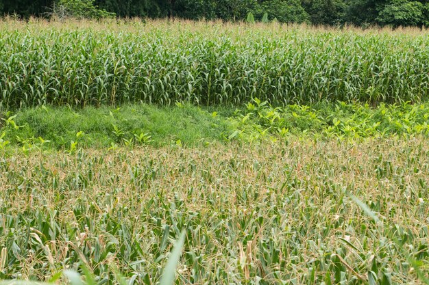 Crops growing on field