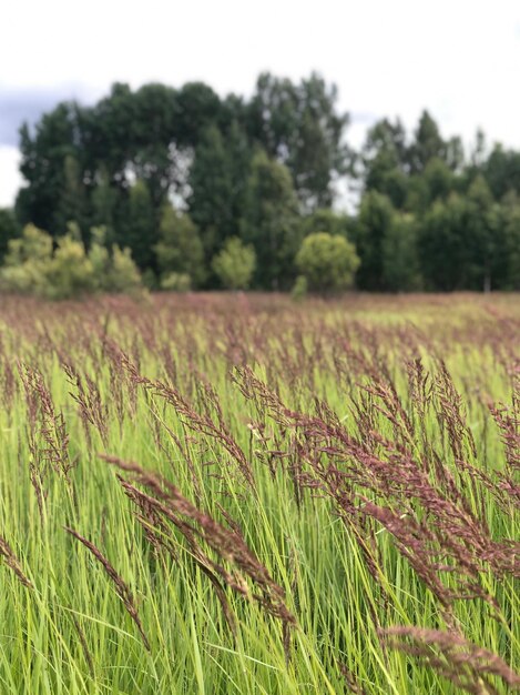 Crops growing on field