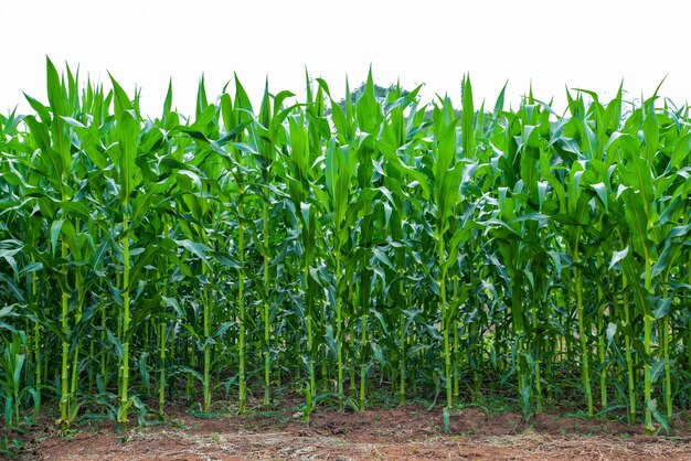 Photo crops growing on field