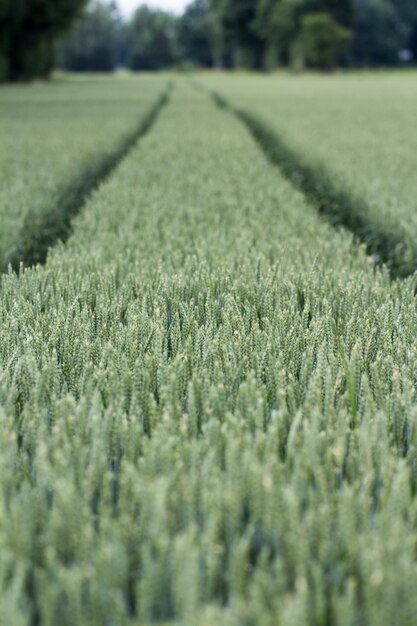 Photo crops growing on field