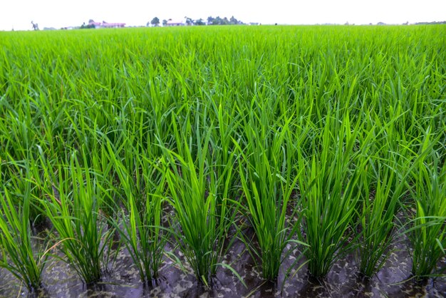 Crops growing on field