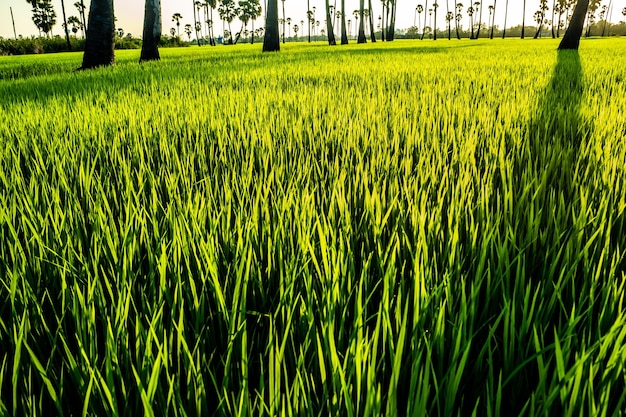 Photo crops growing on field