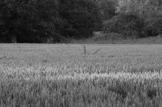 Crops growing on field