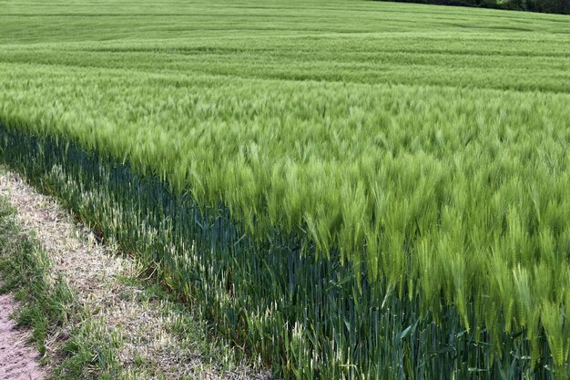 Crops growing on field