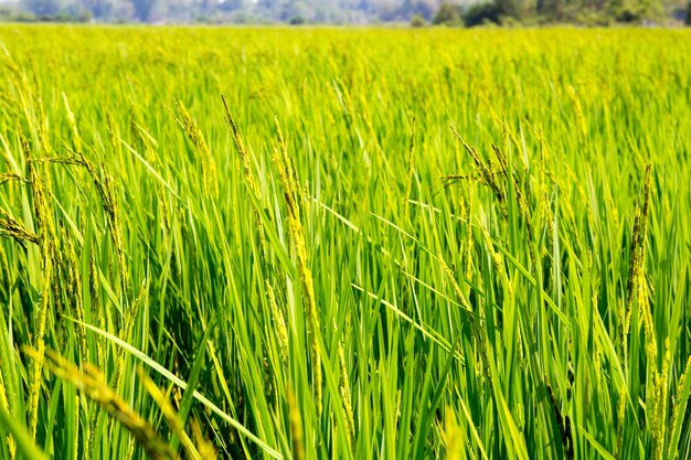 Photo crops growing on field