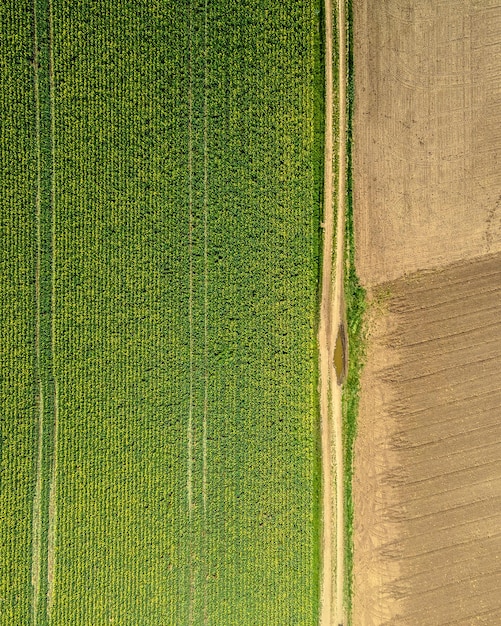 Crops growing on field