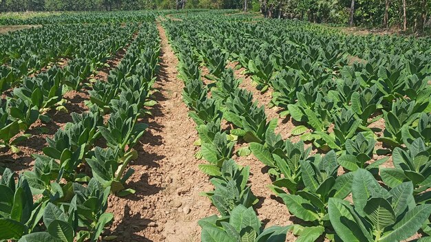 Crops growing on field