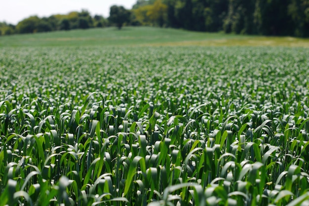 Crops growing on field