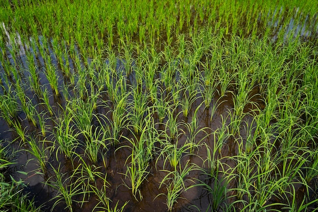 Photo crops growing on field