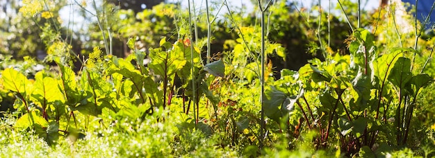 土に植えられた作物は太陽の下で熟します耕作地は芽でクローズアップベッド列で成長している農業植物緑の自然食用作物