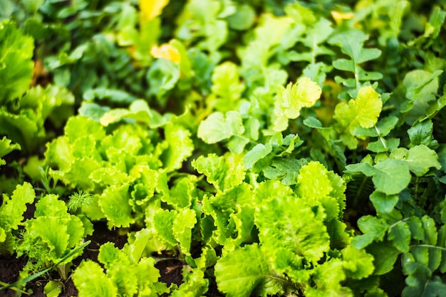 土に植えられた作物は太陽の下で熟します耕作地は芽でクローズアップベッド列で成長している農業植物緑の自然食用作物