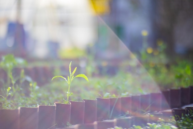 土に植えられた作物は太陽の下で熟します耕作地は芽でクローズアップベッド列で成長している農業植物緑の自然食用作物