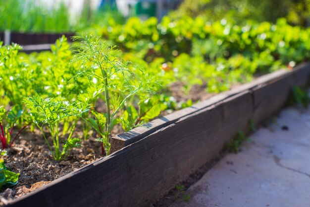 토양에 심은 작물은 태양 아래서 익는다 재배지는 새싹과 가까이 있다 침대 줄에서 자라는 농업 식물 녹색 자연 식품