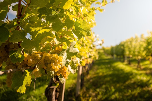 Crops of white grapes with green leaves on the vine fresh fruits Harvest time early Autumn