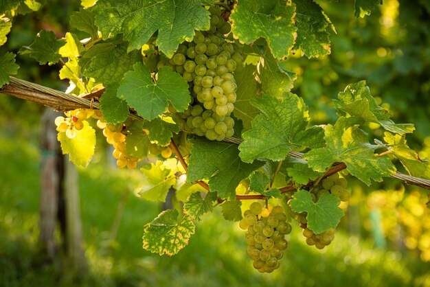 Crops of white grapes with green leaves on the vine fresh fruits Harvest time early Autumn