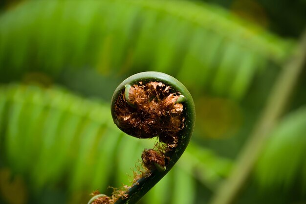 Photo crosier of a fern in a macro photography