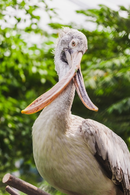 cross-billed pelikaan