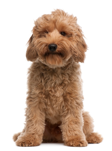 Cross breed dog, 7 months old, sitting in front of white wall