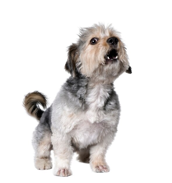 Cross Breed dog barking, 4 years old. Dog portrait isolated