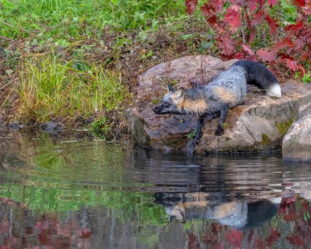 Foto cross fox in autunno con riflesso nell'acqua