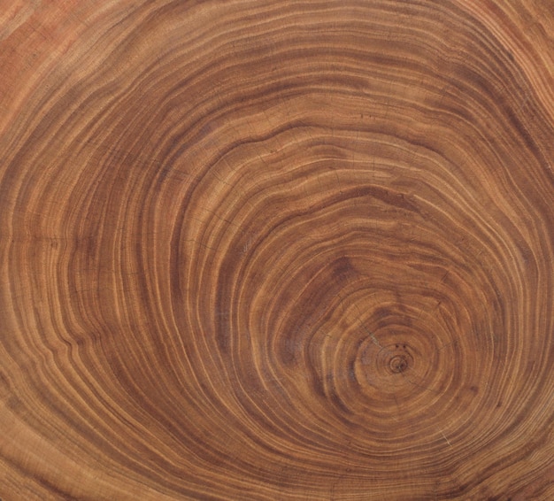 Cross section of ash tree trunk with growth rings