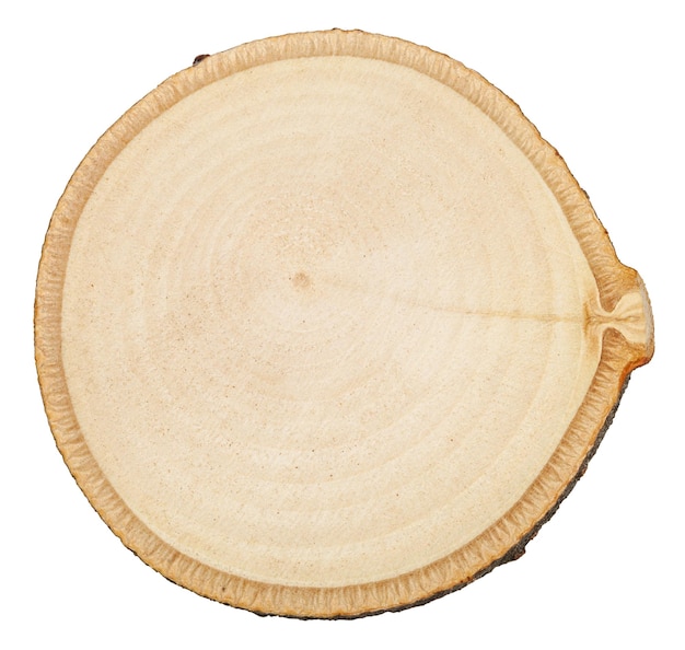 Cross section of birch tree trunk isolated