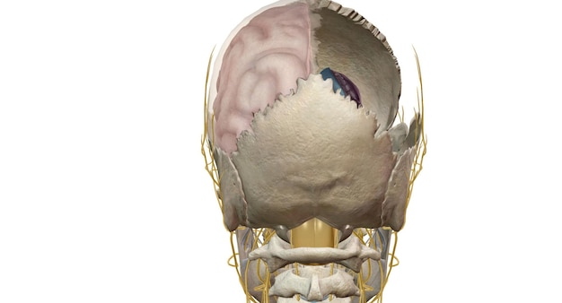 Foto sezione trasversale del cervello all'interno del cranio