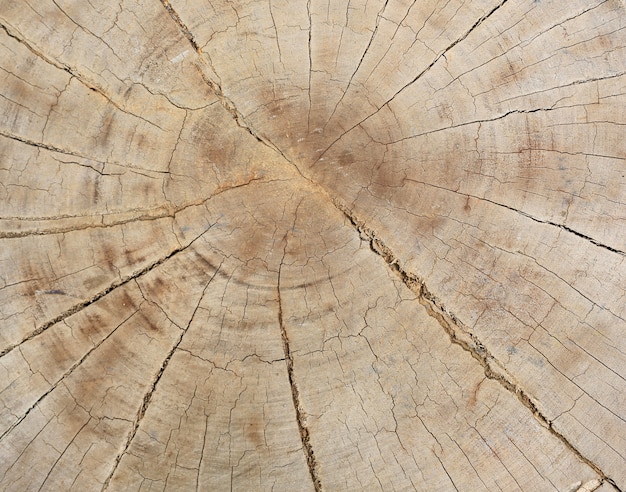 Cross section cut of wood trunk texture with tree rings.