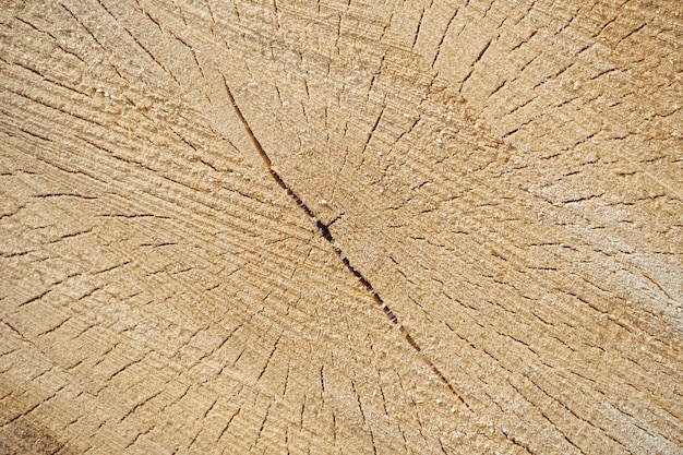 Cross section of the tree texture