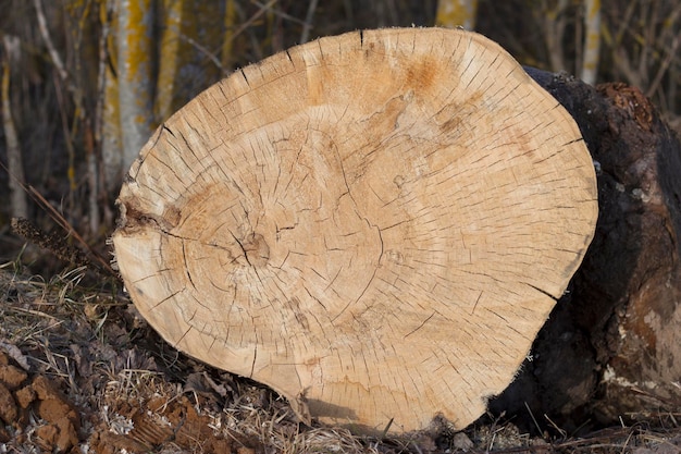 cross section of tree trunk as a natural background