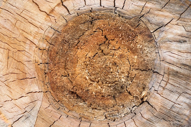 Cross section tree trunk, close-up wooden cut texture, background