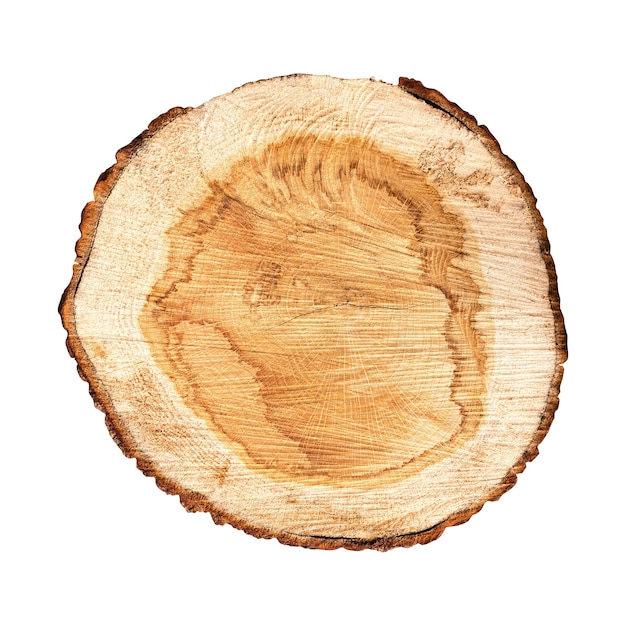 Cross section of tree trunk isolated