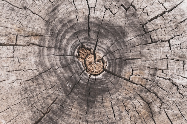 Cross section of tree trunk, stump pattern.