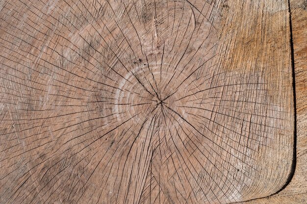 Cross section of the tree