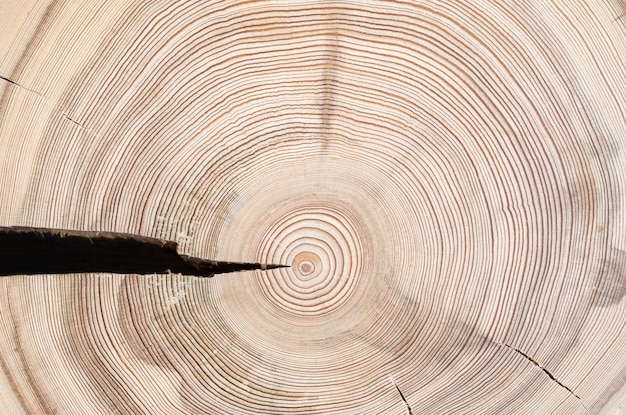 Cross slice of natural wood with large crack wood texture with\
annual rings abstract natural wooden textured background top view\
close up