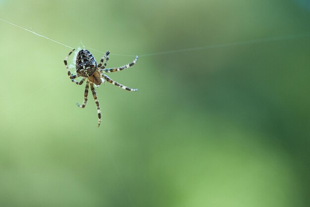 Photo cross spider crawling on a spider thread blurred a useful hunter among insects
