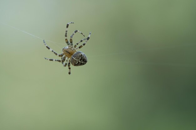 Cross spider crawling on a spider thread Halloween fright Blurred background