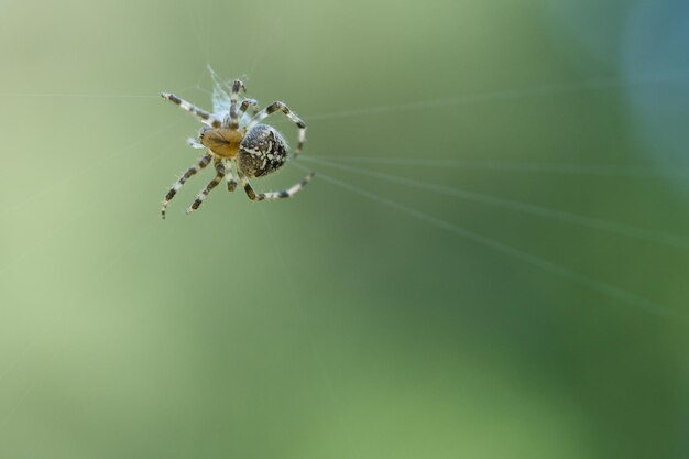 Premium Photo  The spider climbs on the web with blurry green