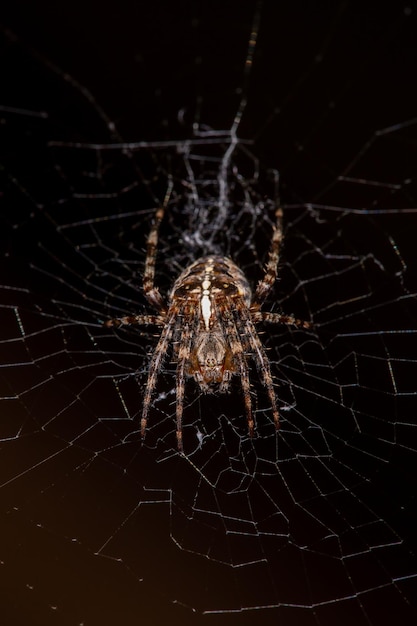Cross spider on a web on a black background macro photography European garden spider on a web