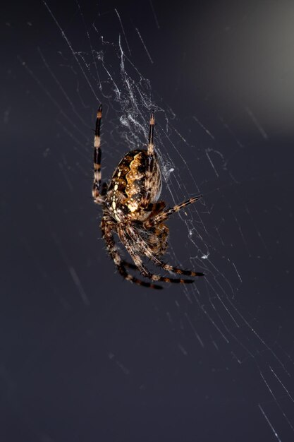 Cross spider on a web on a black background macro photography European garden spider on a web