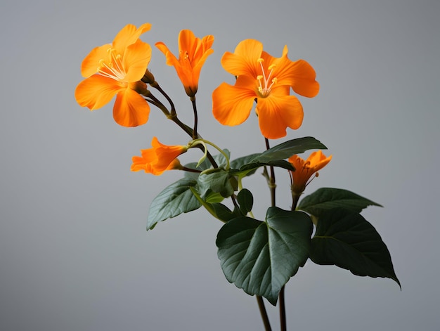 Crossandra bloem in de achtergrond van de studio enkele crossandra bloem prachtige bloem ai gegenereerd